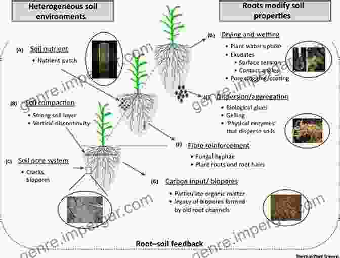 A Diagram Of The Soil Plant System, Showing The Interactions Between Soil, Plants, And Microorganisms. The Soil Plant System: In Relation To Inorganic Nutrition