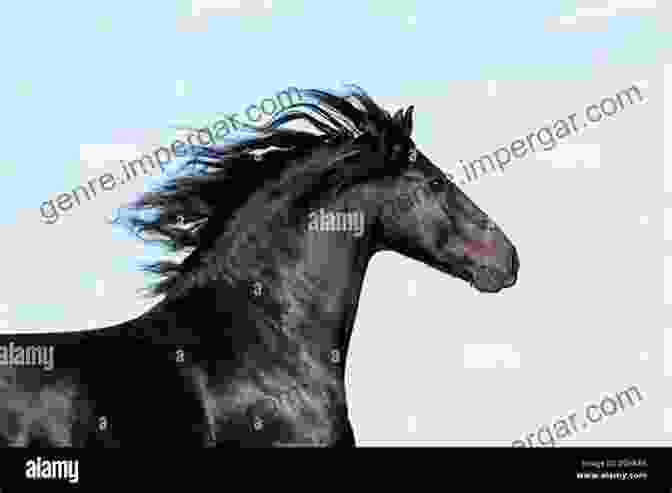 A Dimly Lit Portrait Of A Friesian Horse With Its Flowing Mane And Tail Creating A Sense Of Mystery And Allure Beautiful Horses: Portraits Of Champion Breeds (Beautiful Animals)