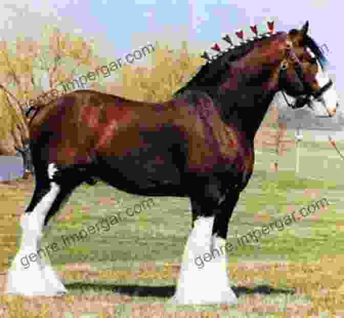 A Full Body Portrait Of A Massive Clydesdale Horse With Its Feathered Hooves And Flowing Tail Beautiful Horses: Portraits Of Champion Breeds (Beautiful Animals)