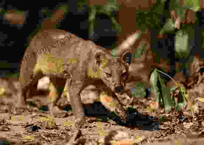 A Group Of Researchers Monitors The Health Of Madagascar's Wildlife, Ensuring The Protection Of These Precious Species. Wildlife Of Madagascar (Wildlife Explorer Guides)