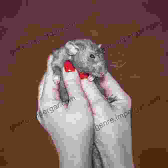 A Heartwarming Photo Of A Fancy Rat Sitting On Their Owner's Hand Fancy Rats: Portraits And Stories