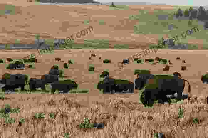 A Herd Of Bison Roaming The Plains Of Yellowstone National Park Wonders Of The Yellowstone Lois DeMarco