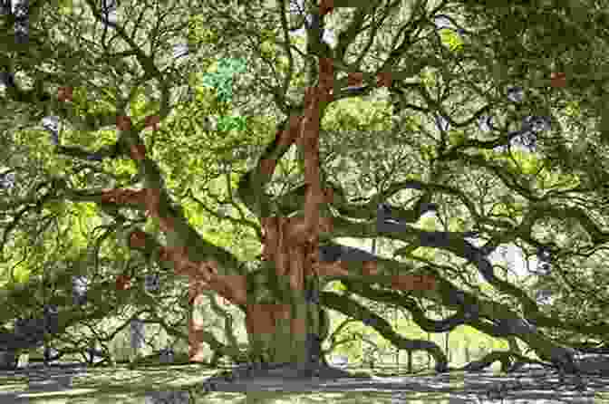 A Majestic Century Old Oak Tree Stands Tall And Proud, Its Branches Reaching Towards The Sky. Witness Tree: Seasons Of Change With A Century Old Oak