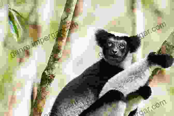 A Majestic Indri Lemur, The Largest Living Lemur Species, Graces The Forests Of Madagascar With Its Distinctive Cry. Wildlife Of Madagascar (Wildlife Explorer Guides)