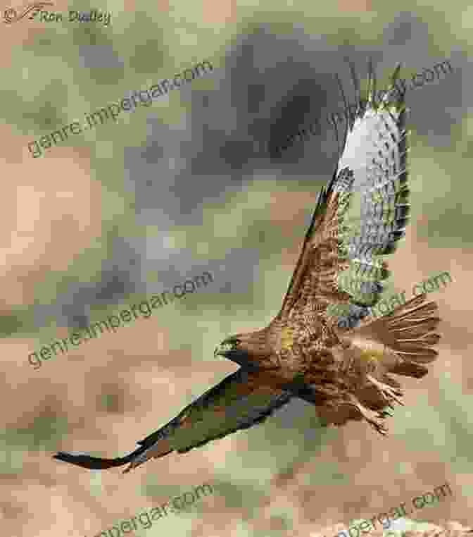 A Majestic View Of A Red Tailed Hawk In Flight Against A Backdrop Of New York City's Skyscrapers Field Guide To The Natural World Of New York City