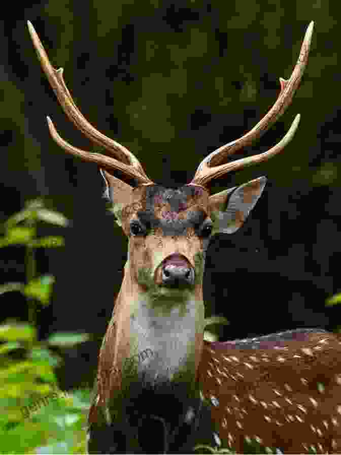 A Photograph Of A Curious Deer In The Forest The Woodland Book: 101 Ways To Play Investigate Watch Wildlife And Have Adventures In The Woods