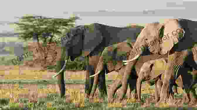 A Photograph Of A Group Of Elephants Interacting In Their Natural Habitat I Mammal: The Story Of What Makes Us Mammals (Bloombury Sigma)