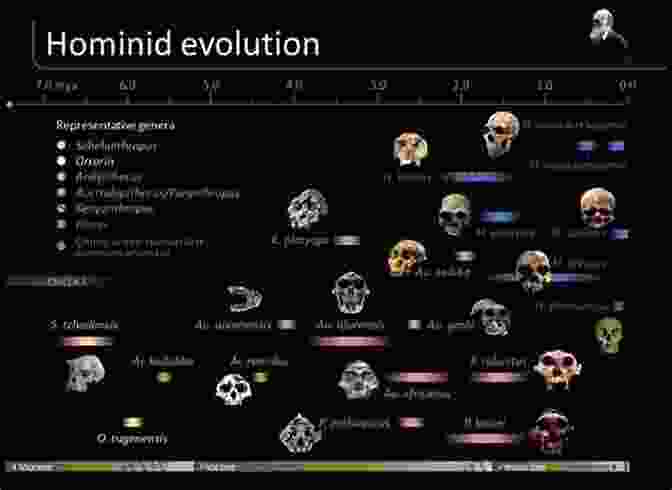 A Timeline Depicting The Evolution Of Hominids, From Early Primates To Modern Humans. From Genesis To Prehistory: The Archaeological Three Age System And Its Contested Reception In Denmark Britain And Ireland (Oxford Studies In The History Of Archaeology)