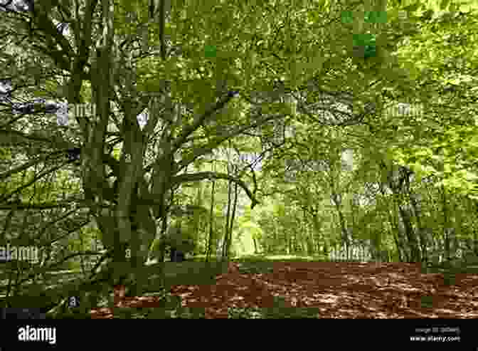 Aerial View Of Wytham Woods, A Lush Green Forest With A Winding Path In The Foreground Wytham Woods: Oxford S Ecological Laboratory