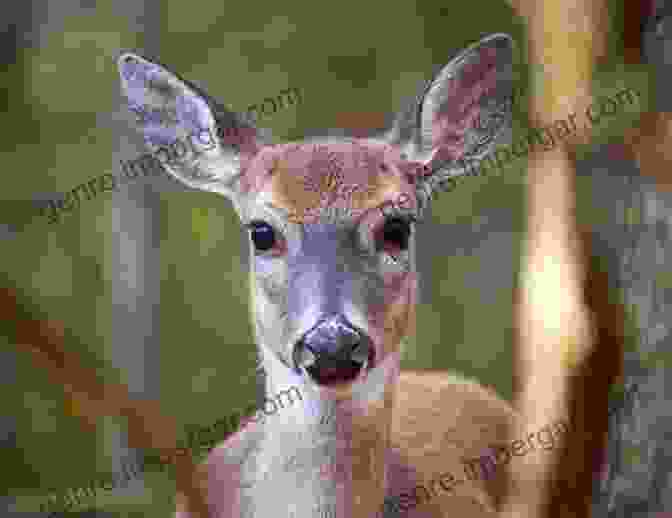 An Enchanting Encounter With A White Tailed Deer In Central Park, New York City, As It Grazes Peacefully Amidst The Lush Greenery Field Guide To The Natural World Of New York City