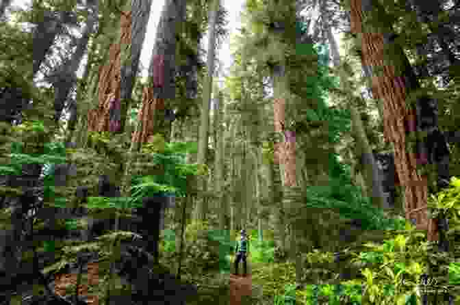 An Old Growth Urban Forest Canopy Reaching Up To The Sky Old Growth Urban Forests (SpringerBriefs In Ecology)