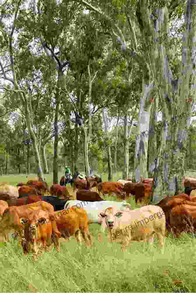 Cattle Grazing On A Lush Field Of Stylosanthes The Biology And Agronomy Of Stylosanthes