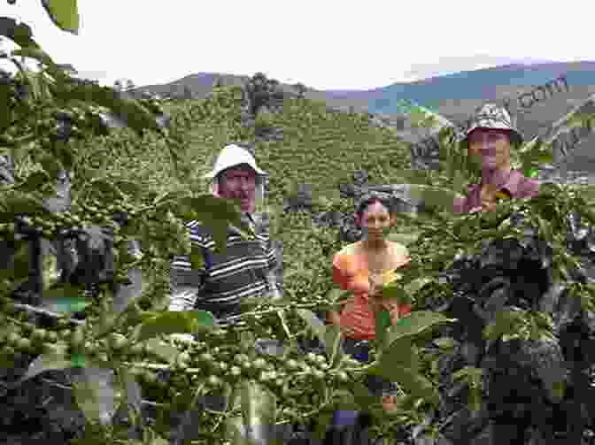 Costa Rican Coffee Farmers Tending To Their Fields. Costa Rica After Coffee: The Co Op Era In History And Memory