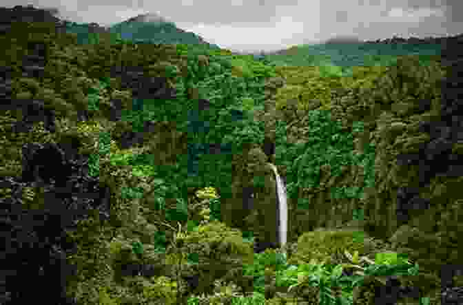 Costa Rican Rainforest Being Protected By Conservation Efforts. Costa Rica After Coffee: The Co Op Era In History And Memory