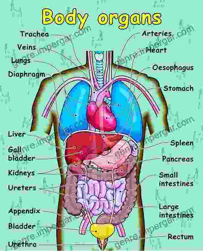 Diagram Of The Human Body Showing The Major Organs And Systems Humanology: A Scientist S Guide To Our Amazing Existence