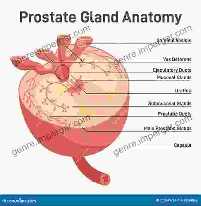 Diagram Of The Prostate Gland And Surrounding Structures Treatment Of Prostate Cancer: Long Term Side Effects Of Brachytherapy How To Avoid It