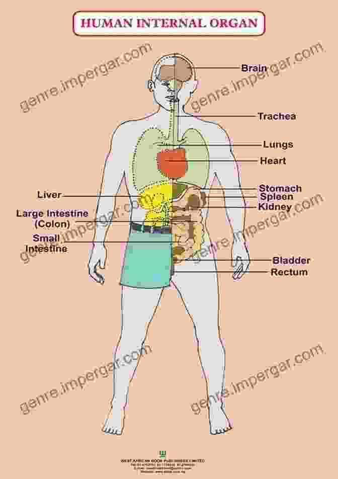 Diagram Showing The Vital Organs Of The Human Body NOTES ON HUMAN ANATOMY: The Cranial Nerves And Special Senses