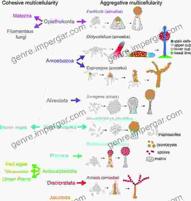 Evolution Of Life From Single Celled Organisms To Complex Multicellular Creatures Humanology: A Scientist S Guide To Our Amazing Existence