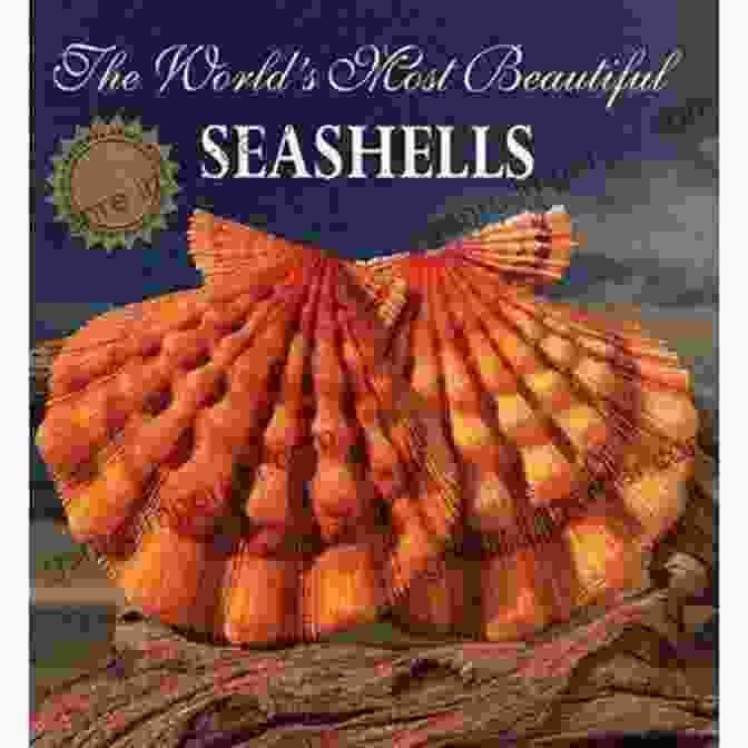 Handful Of Seashells Book Cover Featuring A Swirling Ocean With A Handful Of Seashells On The Surface A Handful Of Seashells M J Harper