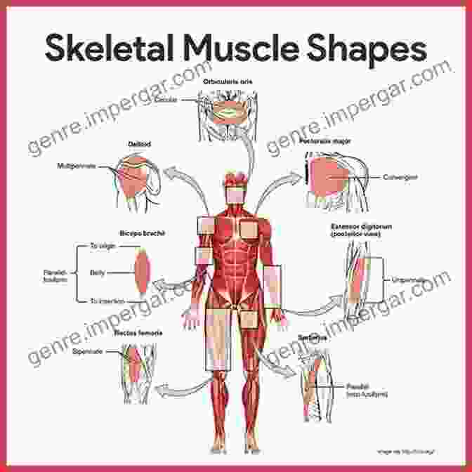 Illustration Of The Human Musculoskeletal System NOTES ON HUMAN ANATOMY: The Cranial Nerves And Special Senses