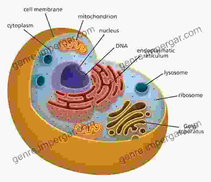 Image Of A Cell With Organelles Highlighted Organelle And Molecular Targeting