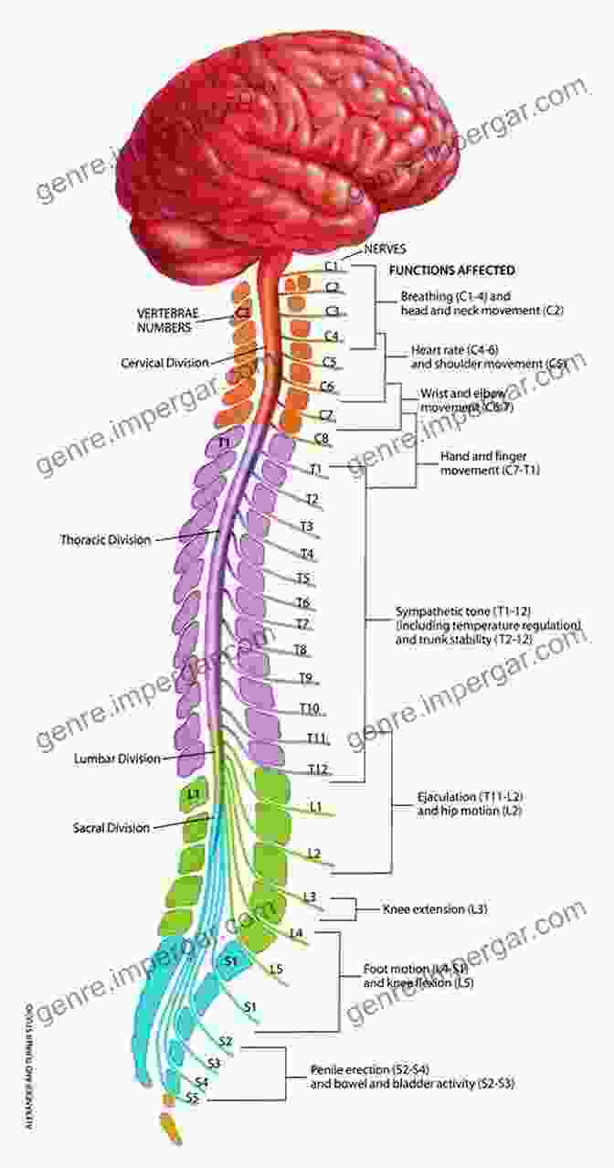 Image Of A Human Brain And Spinal Cord NOTES ON HUMAN ANATOMY: The Cranial Nerves And Special Senses