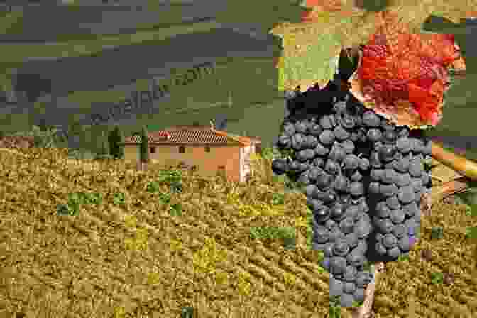 Sangiovese Vineyards In Tuscany Sangiovese Lambrusco And Other Vine Stories