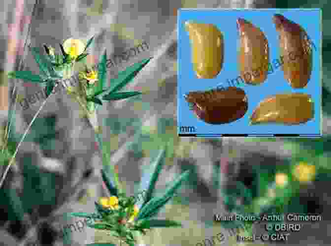 Stylosanthes For Enhanced Livestock Production The Biology And Agronomy Of Stylosanthes