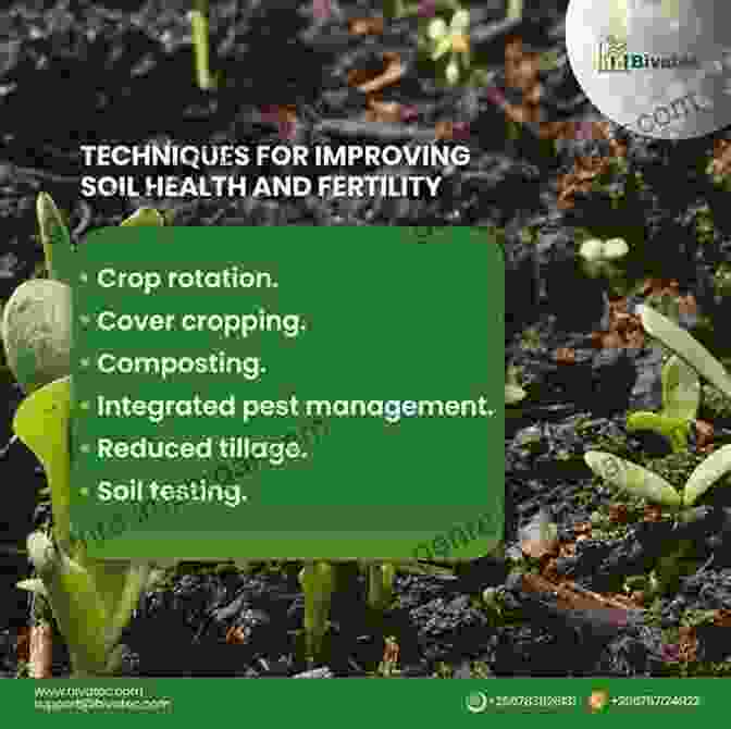 Stylosanthes Improving Soil Fertility The Biology And Agronomy Of Stylosanthes