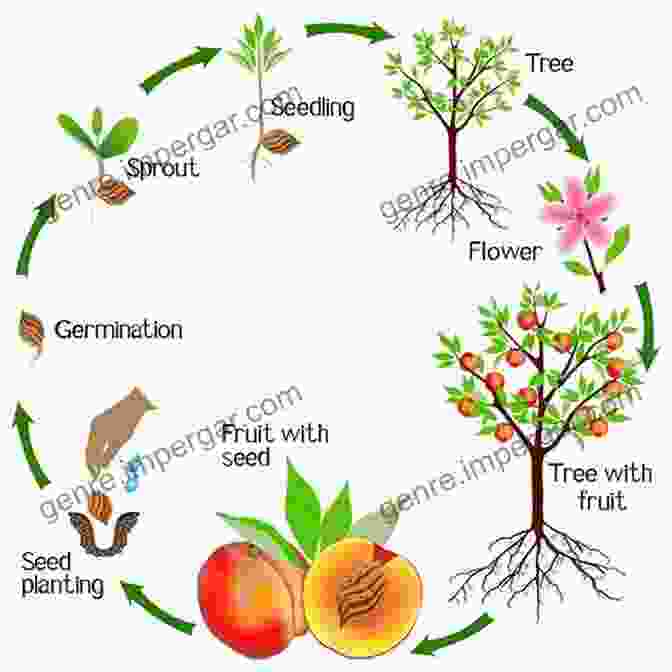 Taqui Khan, Author Of 'Plant Growth Biology Part Taqui Khan' Plant Growth Biology Part 4 M M Taqui Khan